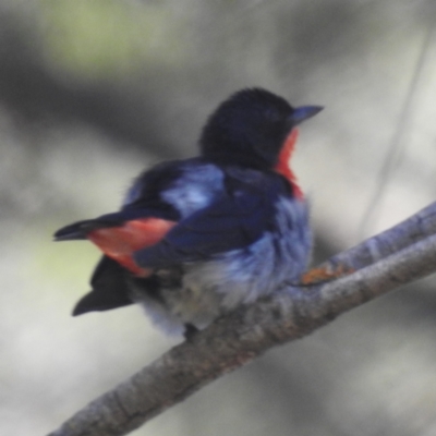 Dicaeum hirundinaceum (Mistletoebird) at Kambah, ACT - 30 Dec 2023 by HelenCross