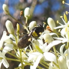 Hylaeus sp. (genus) (A masked bee) at Lions Youth Haven - Westwood Farm - 30 Dec 2023 by HelenCross