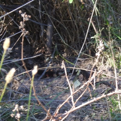 Pseudechis porphyriacus (Red-bellied Black Snake) at Lions Youth Haven - Westwood Farm A.C.T. - 30 Dec 2023 by HelenCross