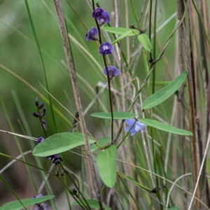 Glycine tabacina at Higgins Woodland - 29 Dec 2023