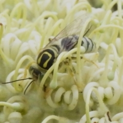 Bembix sp. (genus) (Unidentified Bembix sand wasp) at ANBG - 29 Dec 2023 by JohnBundock