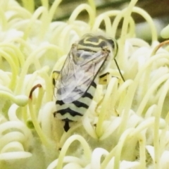 Bembix sp. (genus) at ANBG - 29 Dec 2023