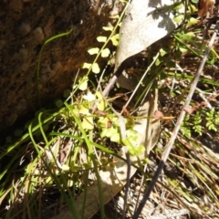 Asplenium flabellifolium (Necklace Fern) at Kambah, ACT - 22 Dec 2023 by HelenCross