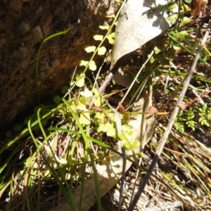 Asplenium flabellifolium at McQuoids Hill - 22 Dec 2023