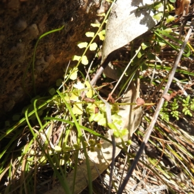 Asplenium flabellifolium (Necklace Fern) at McQuoids Hill - 22 Dec 2023 by HelenCross