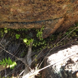 Asplenium flabellifolium at McQuoids Hill - 22 Dec 2023