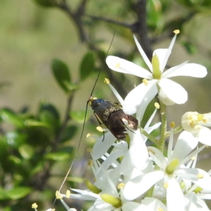 Nemophora (genus) at McQuoids Hill - 22 Dec 2023 12:52 PM