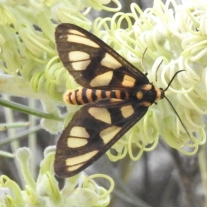 Amata (genus) at ANBG - 29 Dec 2023