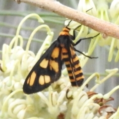 Amata (genus) at ANBG - 29 Dec 2023