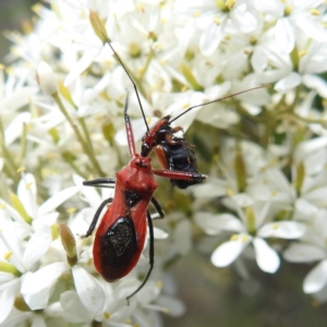 Gminatus australis at McQuoids Hill - 22 Dec 2023