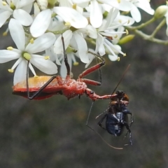 Gminatus australis at McQuoids Hill - 22 Dec 2023