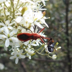 Gminatus australis at McQuoids Hill - 22 Dec 2023