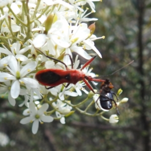 Gminatus australis at McQuoids Hill - 22 Dec 2023