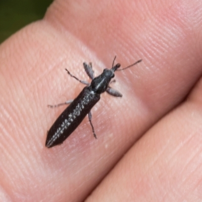 Rhinotia sp. (genus) (Unidentified Rhinotia weevil) at The Pinnacle - 3 Nov 2023 by AlisonMilton