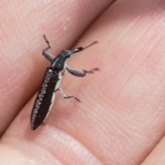 Rhinotia sp. (genus) at The Pinnacle - 3 Nov 2023 12:03 PM