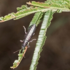 Rhinotia sp. in brunnea-group (A belid weevil) at Weetangera, ACT - 3 Nov 2023 by AlisonMilton