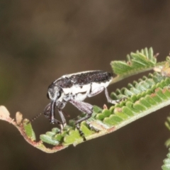 Rhinotia sp. in brunnea-group at The Pinnacle - 3 Nov 2023