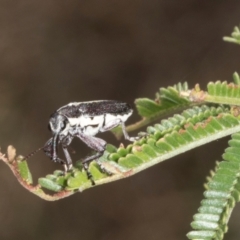 Rhinotia sp. in brunnea-group at The Pinnacle - 3 Nov 2023