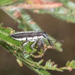 Rhinotia sp. in brunnea-group at The Pinnacle - 3 Nov 2023