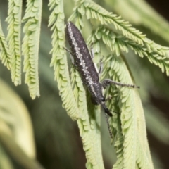 Rhinotia sparsa (A belid weevil) at Hawker, ACT - 3 Nov 2023 by AlisonMilton