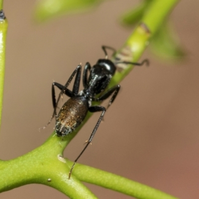 Camponotus aeneopilosus (A Golden-tailed sugar ant) at Fraser, ACT - 14 Feb 2023 by AlisonMilton