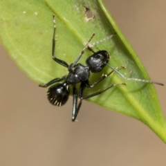 Camponotus aeneopilosus at Fraser, ACT - 14 Feb 2023 11:06 AM