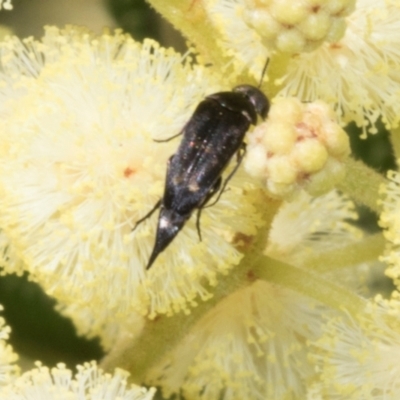 Mordella sp. (genus) (Pintail or tumbling flower beetle) at The Pinnacle - 3 Nov 2023 by AlisonMilton