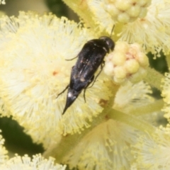 Mordella sp. (genus) (Pintail or tumbling flower beetle) at The Pinnacle - 3 Nov 2023 by AlisonMilton
