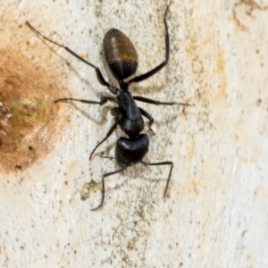 Camponotus aeneopilosus at Fraser, ACT - 14 Feb 2023