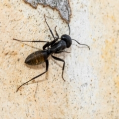 Camponotus aeneopilosus at Fraser, ACT - 14 Feb 2023