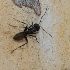 Camponotus aeneopilosus at Fraser, ACT - 14 Feb 2023 11:11 AM