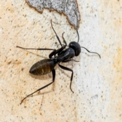 Camponotus aeneopilosus at Fraser, ACT - 14 Feb 2023