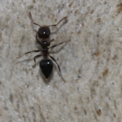 Crematogaster sp. (genus) (Acrobat ant, Cocktail ant) at Fraser, ACT - 14 Feb 2023 by AlisonMilton