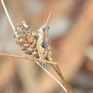 Phaulacridium vittatum at Fraser, ACT - 14 Feb 2023