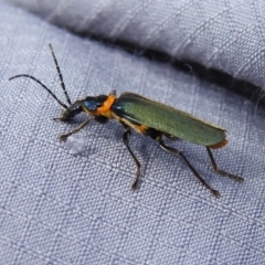 Chauliognathus lugubris (Plague Soldier Beetle) at Kambah, ACT - 28 Dec 2023 by JohnBundock