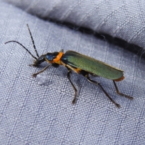 Chauliognathus lugubris at Tidbinbilla Nature Reserve - 28 Dec 2023