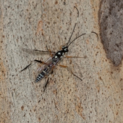 Stenarella victoriae (An ichneumon parasitic wasp) at Higgins, ACT - 3 Dec 2023 by AlisonMilton