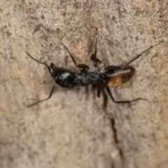 Camponotus aeneopilosus (A Golden-tailed sugar ant) at Higgins, ACT - 4 Dec 2023 by AlisonMilton