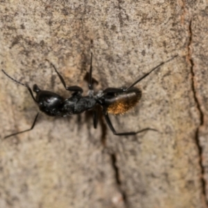 Camponotus aeneopilosus at Higgins, ACT - 4 Dec 2023 09:21 AM