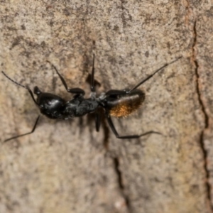 Camponotus aeneopilosus at Higgins, ACT - 4 Dec 2023
