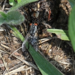 Sarcophagidae (family) (Unidentified flesh fly) at Aranda, ACT - 6 Dec 2023 by AlisonMilton