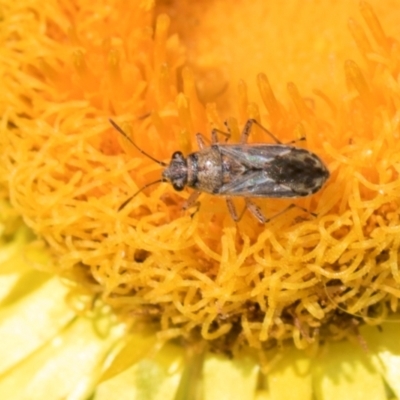 Nysius vinitor (Rutherglen bug) at Aranda, ACT - 5 Dec 2023 by AlisonMilton