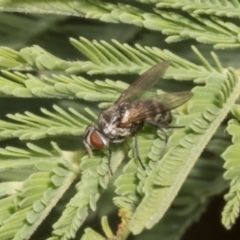 Sarcophagidae (family) (Unidentified flesh fly) at The Pinnacle - 3 Nov 2023 by AlisonMilton