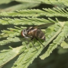 Sarcophagidae (family) at The Pinnacle - 3 Nov 2023 01:05 PM