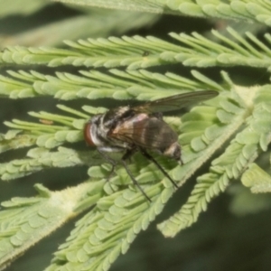 Sarcophagidae sp. (family) at The Pinnacle - 3 Nov 2023