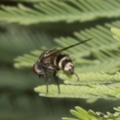 Sarcophagidae sp. (family) at The Pinnacle - 3 Nov 2023