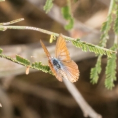 Nacaduba biocellata (Two-spotted Line-Blue) at The Pinnacle - 3 Nov 2023 by AlisonMilton