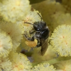 Apiformes (informal group) (Unidentified bee) at The Pinnacle - 3 Nov 2023 by AlisonMilton