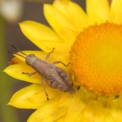 Phaulacridium vittatum (Wingless Grasshopper) at The Pinnacle - 3 Nov 2023 by AlisonMilton