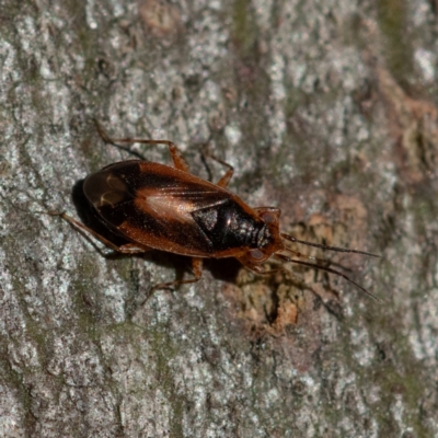Fulviella australiana (A mirid bug) at Higgins Woodland - 30 Dec 2023 by Untidy
